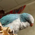 كويكر ازرق اليف ذكر