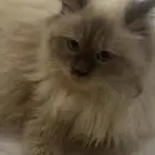 قط للبيع