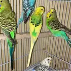طيور الحب