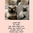 قط ذكر هملايا