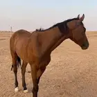 حصان انجليزي