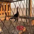 شامو ياباني دياكه اثنين ودجاجه العمر 7 شهور