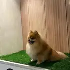 للبيع بومرينيان