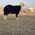 طلي نجدي جبر