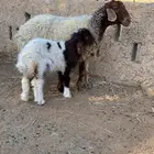 نعيم متابيع جروم طيبه وعيالها كبار