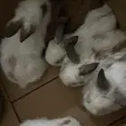 ارانب صغيره هجين انقورا وهولند لوب