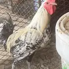 دجاج فيومي شبابي بالجمله الحبه 30