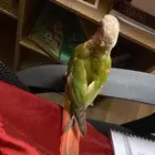 ببغاء كنيور