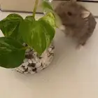 هامستر روسي