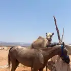 خيل شعبي