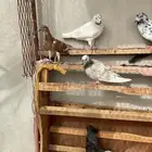 حمام منوع يلا يعجبك