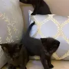 قطط سوداء صغيرة للتبني