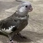 السلام عليكم للبيع كروان