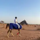 خيل شعبي العمر 3 سنوت  خيل متعلم خطوه وسست