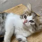 بسه للبيع