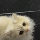 ضاحية الملك فهد الجبيل حي العزيزيه