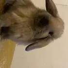 ارنوب هولند لوب اليف