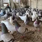 حمام فرنسي سوبر جابو