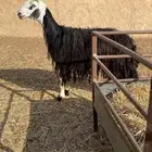 ثنيه تربع دافع اربع شهور