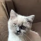 للبيع قط هيمالايا ميكس ذكر لطيف جدا