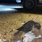 مطلوب صقر للبيع سالم من جميع العذاريب