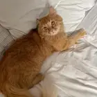 قطة للبيع