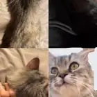 قط للتبني مستعجل