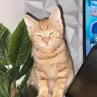 قطة للتبني مع اغراضها للبيع