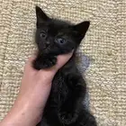 كتن صغيره للتبني