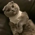 قطة سكوتش فولد