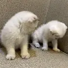 قطط شكوتش ابيض شانشيلا