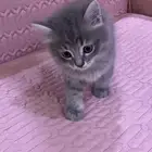 باب اسود