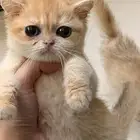 ذكر برتش للبيع