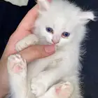 قطط للتبني   تم التبني