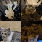 للبيع قطة صغيرة عمرها شهرين