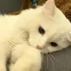 قطو لتبني عمره 6 شهور ذكر