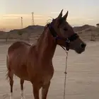 فرس حفيدت مروان الشقب آلام شعبيه