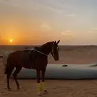 للبيع فراس