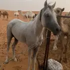 حصان