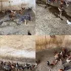 دجاج بلدي 5 شهور (70 حبة)   حبشي 4 شهور محايل