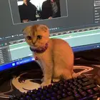 ذكر سكوتش فولد بيور