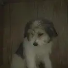 كلب مالتيز