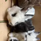 ارانب هجين انقورا زينه