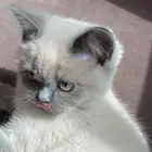 للبيع قط هيمالايا ميكس ذكر لطيف جدا