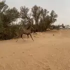 مهره شعبيه