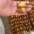 صقعي طيب حبه كبير والبيع مستعجل