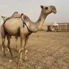 ناقه خلفه