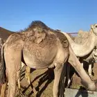 بكره ثنيه