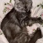 قطوة شيرازيه للبيع ب 750 قابل للتفاوض