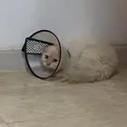 شيرازي ذكر عمره سنة و4شهور طالب تزاوج وعنده جرح في اذنه